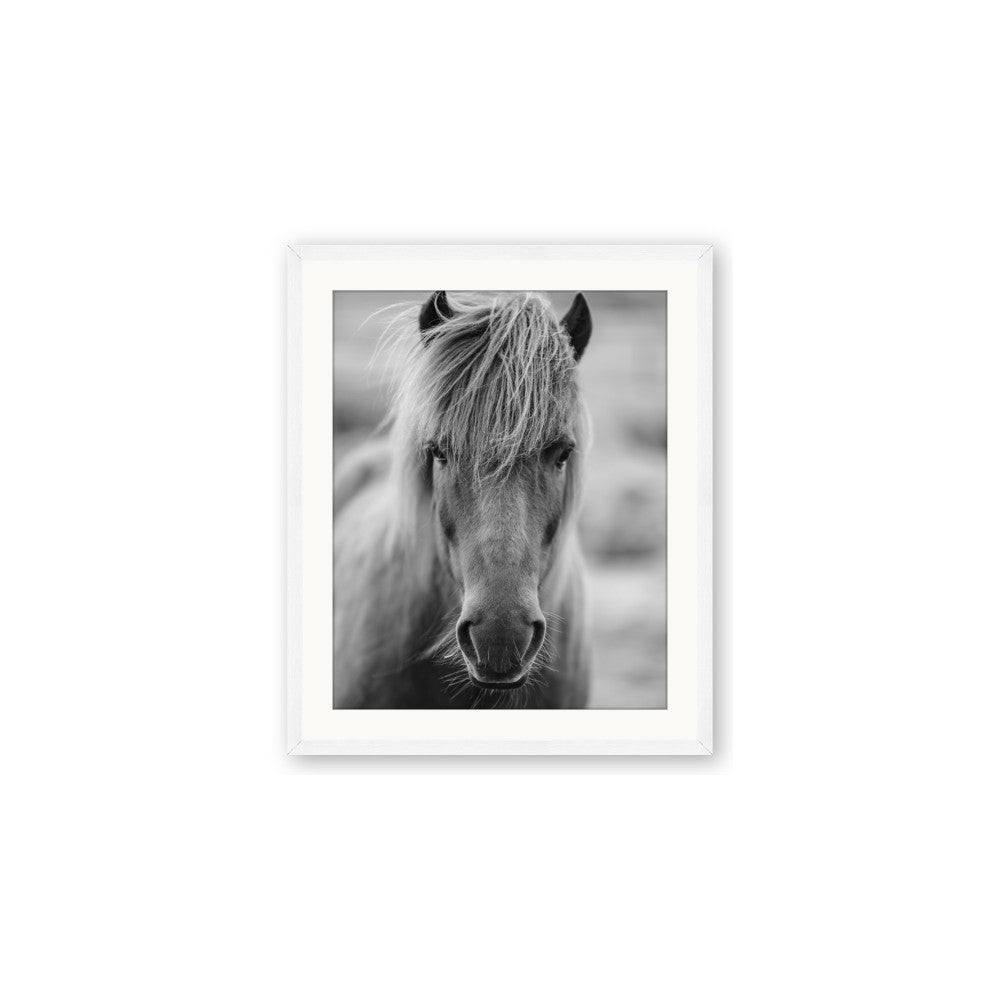 Icelandic Horse in Black and White