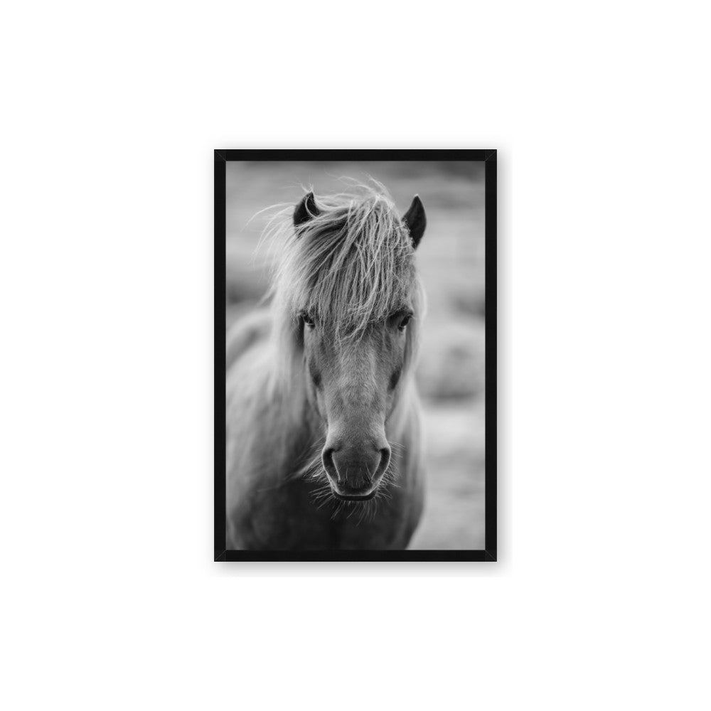 Icelandic Horse in Black and White