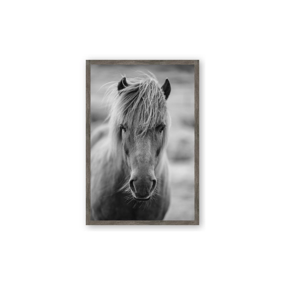 Icelandic Horse in Black and White