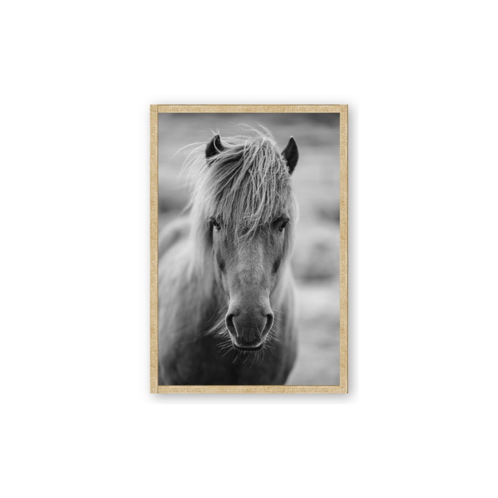 Icelandic Horse in Black and White