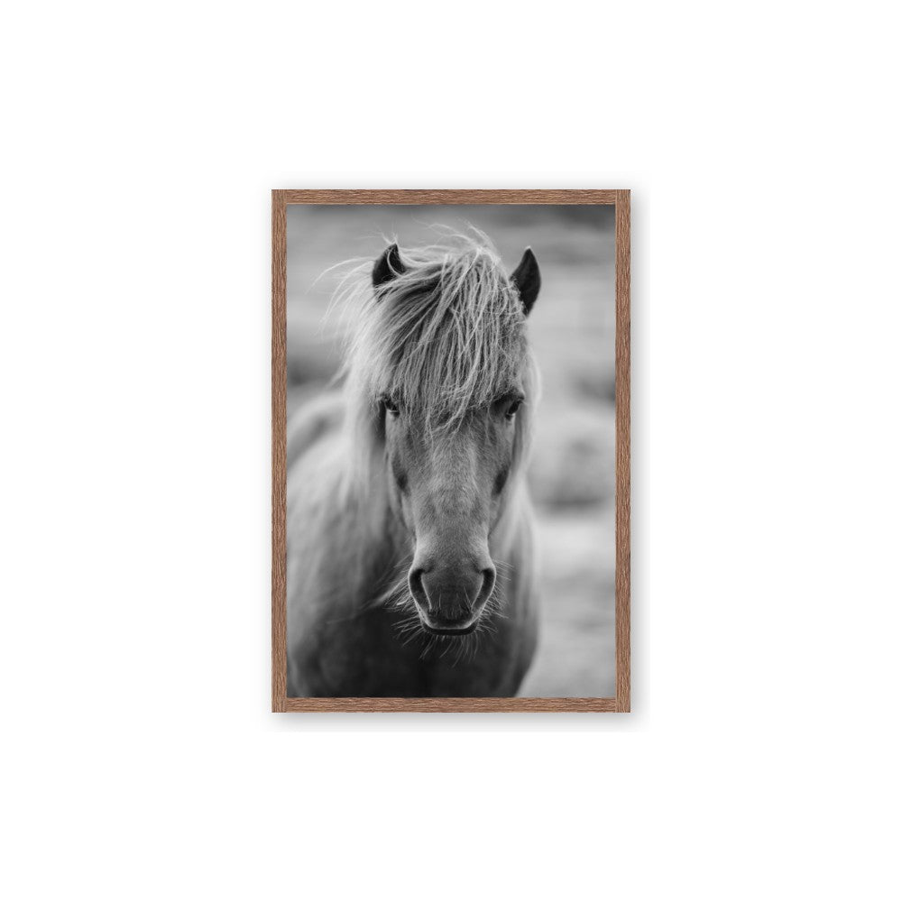Icelandic Horse in Black and White