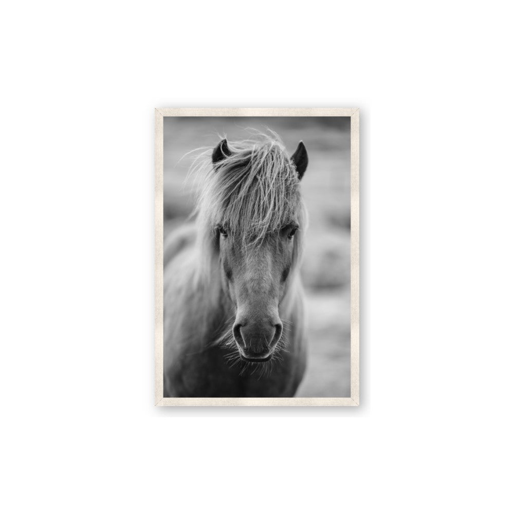 Icelandic Horse in Black and White