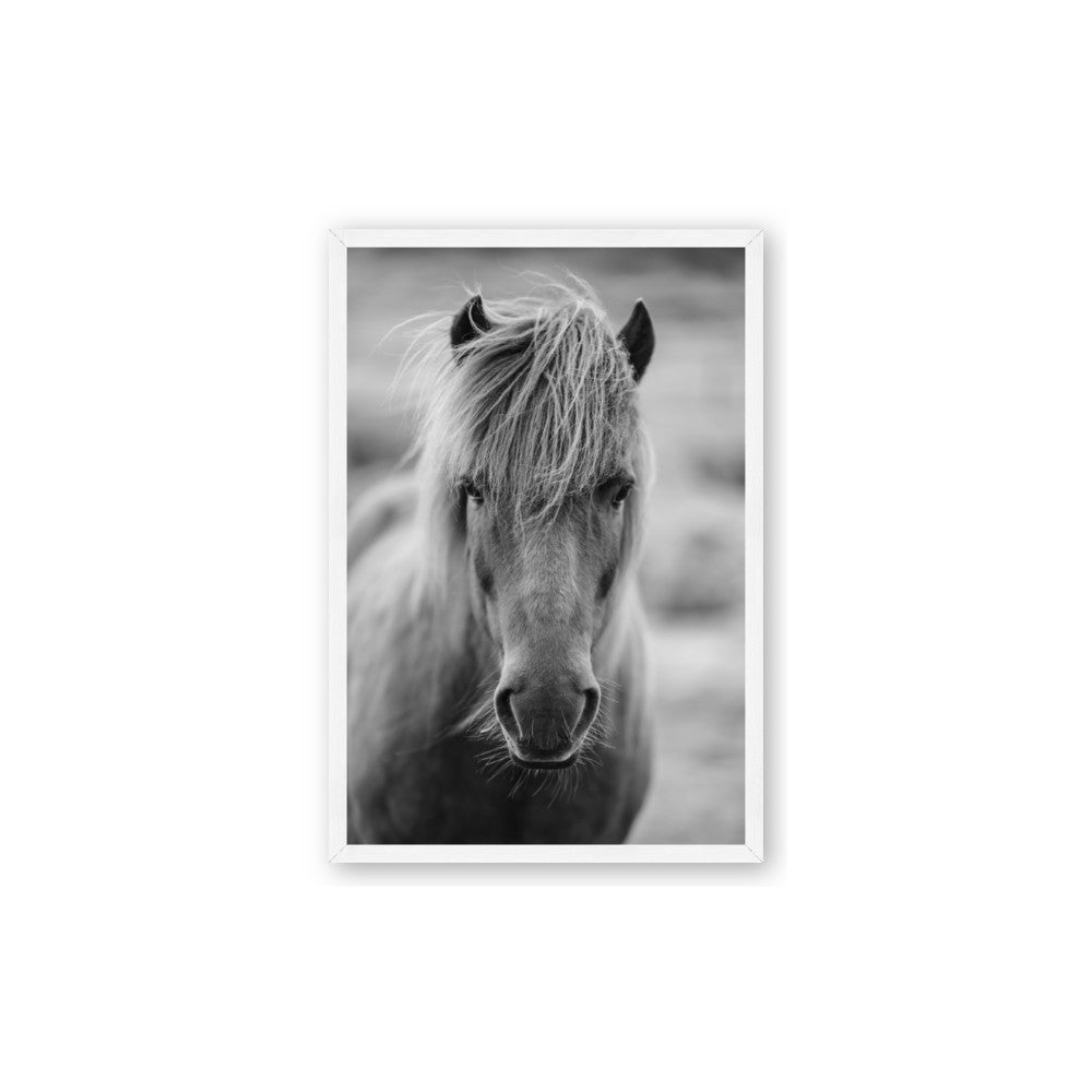 Icelandic Horse in Black and White