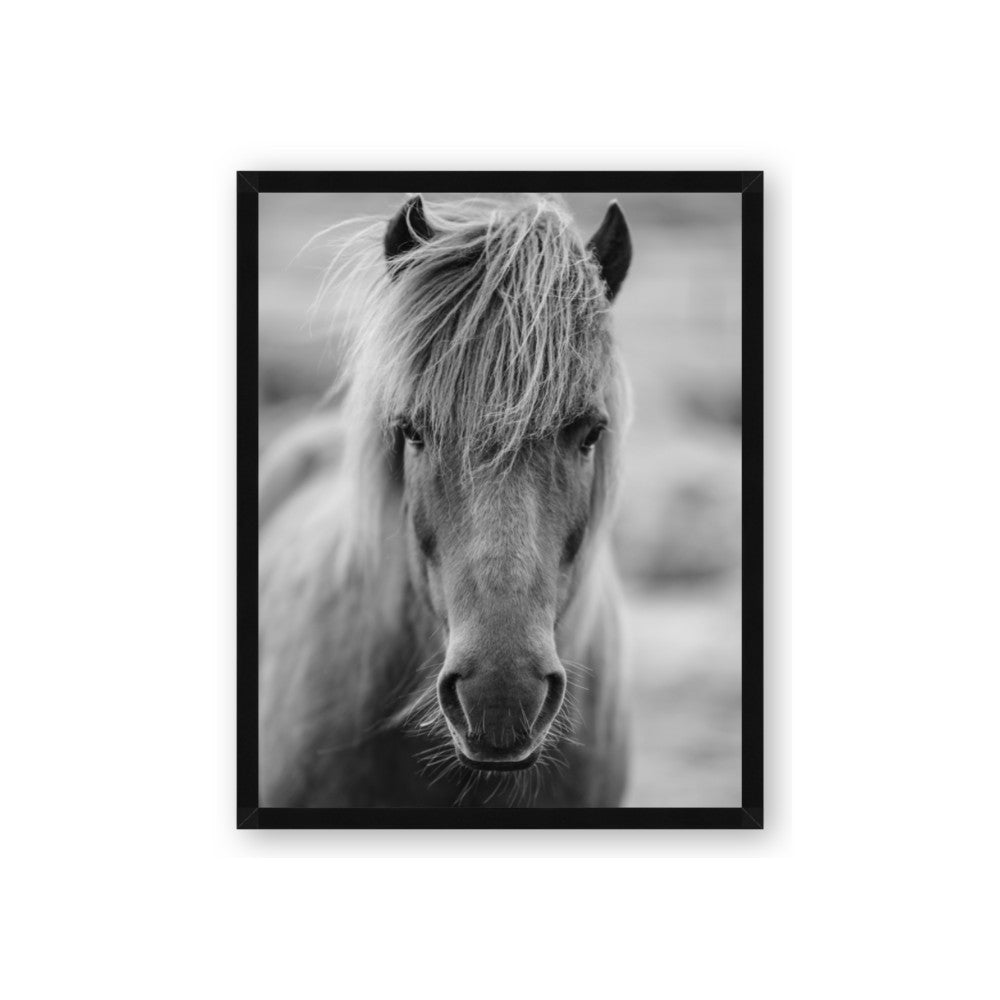 Icelandic Horse in Black and White