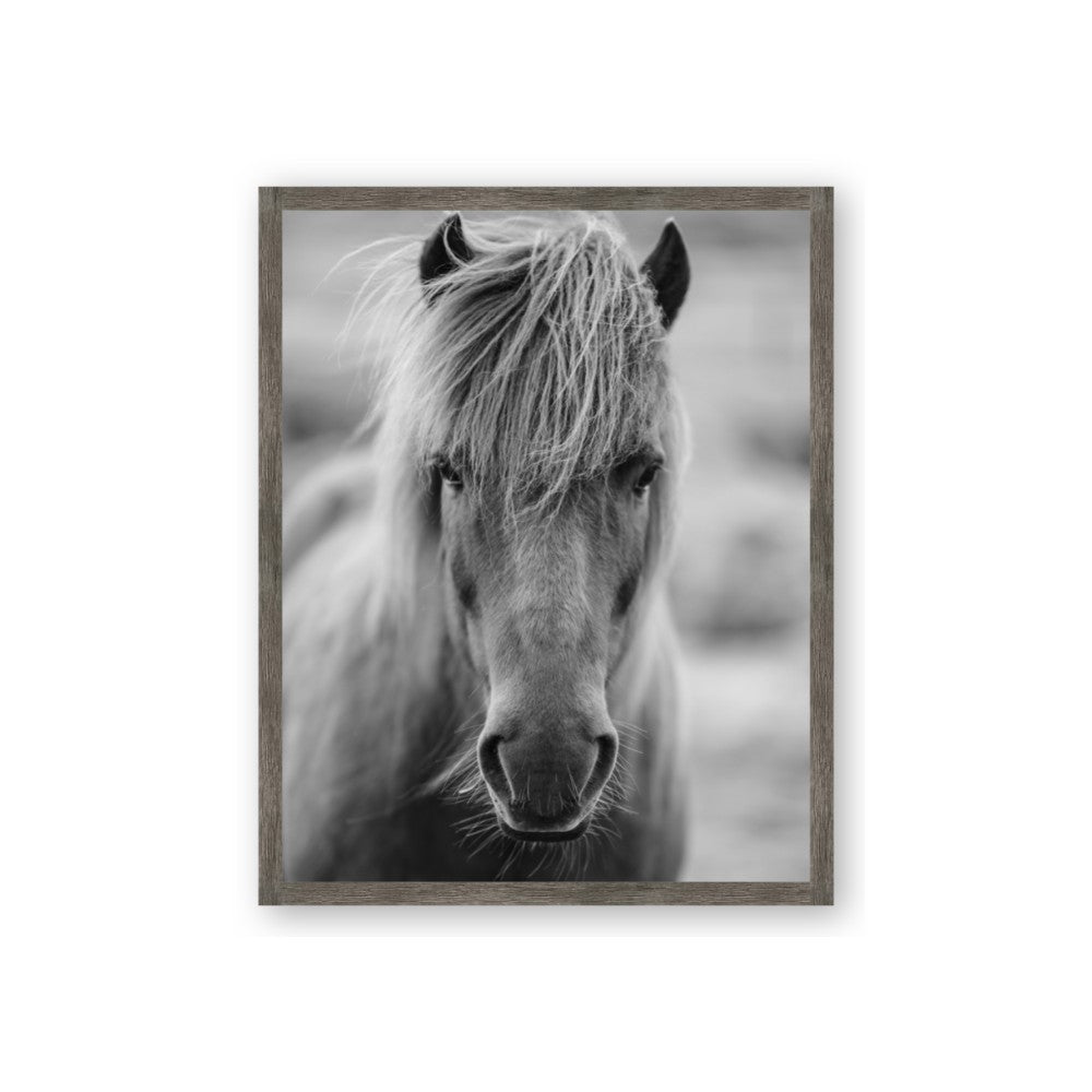 Icelandic Horse in Black and White