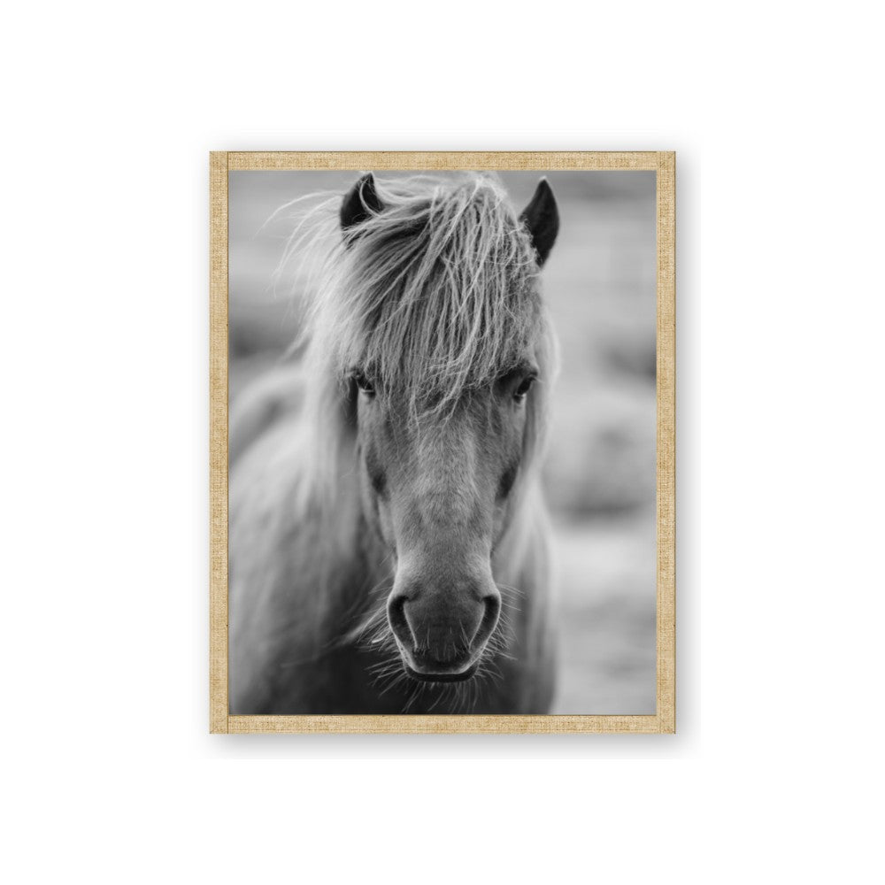 Icelandic Horse in Black and White