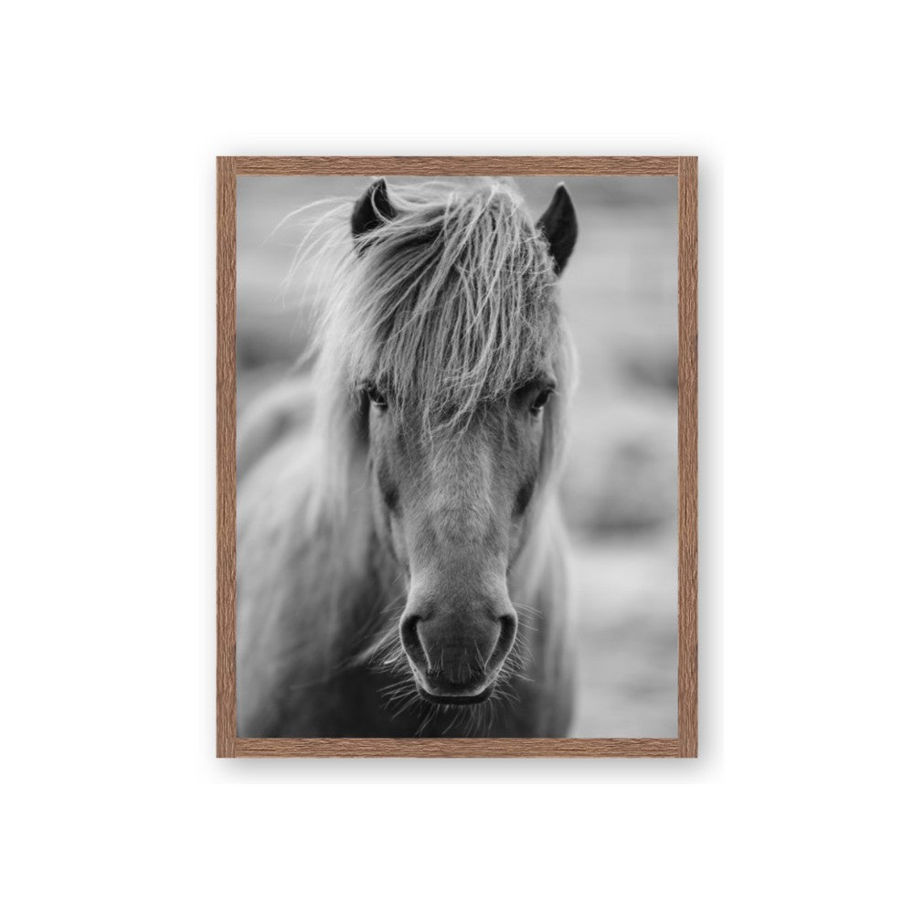 Icelandic Horse in Black and White