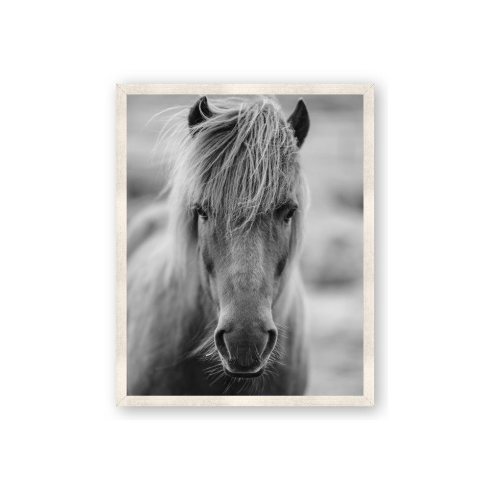 Icelandic Horse in Black and White