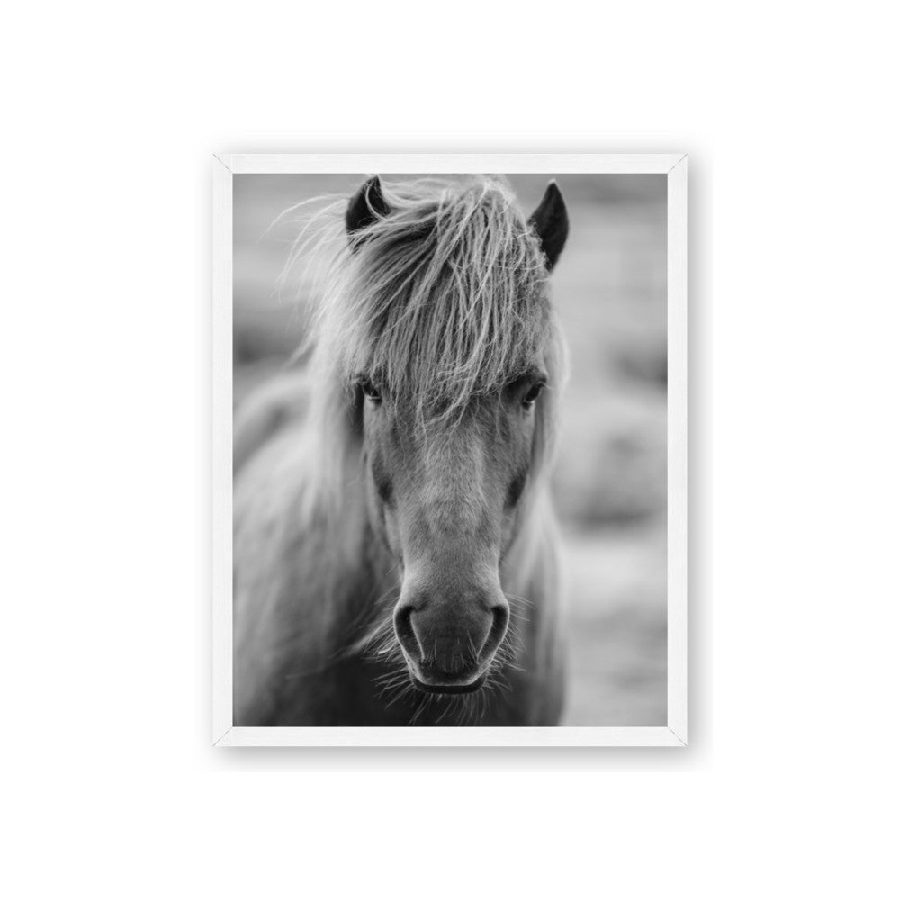 Icelandic Horse in Black and White