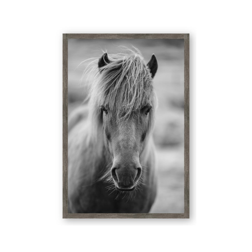 Icelandic Horse in Black and White