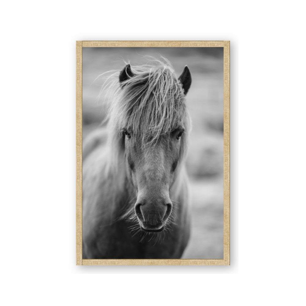 Icelandic Horse in Black and White