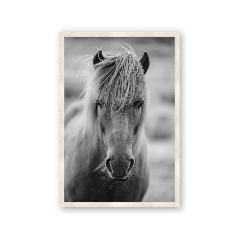 Icelandic Horse in Black and White