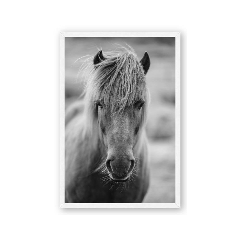Icelandic Horse in Black and White