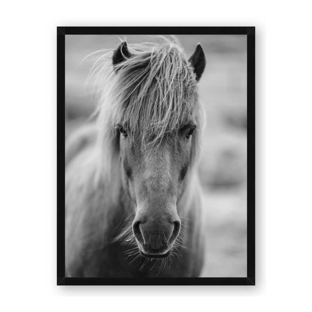 Icelandic Horse in Black and White