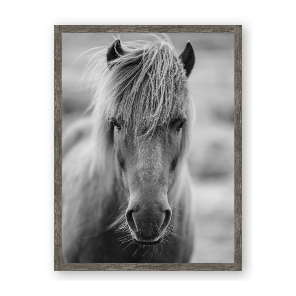 Icelandic Horse in Black and White