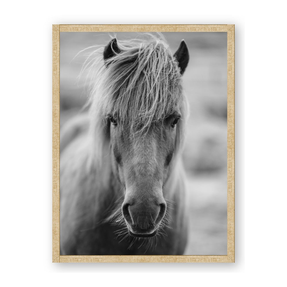 Icelandic Horse in Black and White