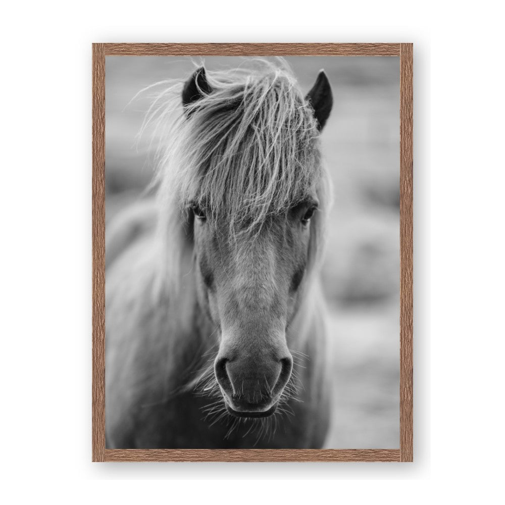 Icelandic Horse in Black and White