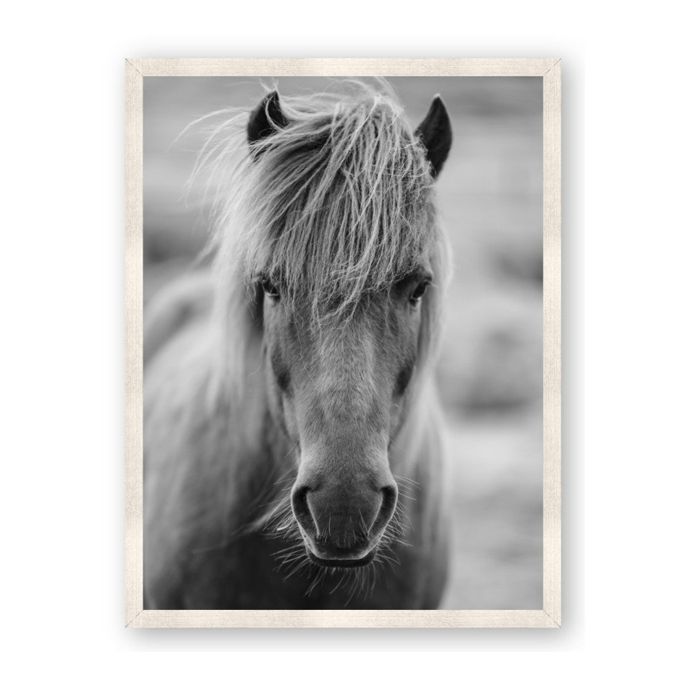 Icelandic Horse in Black and White