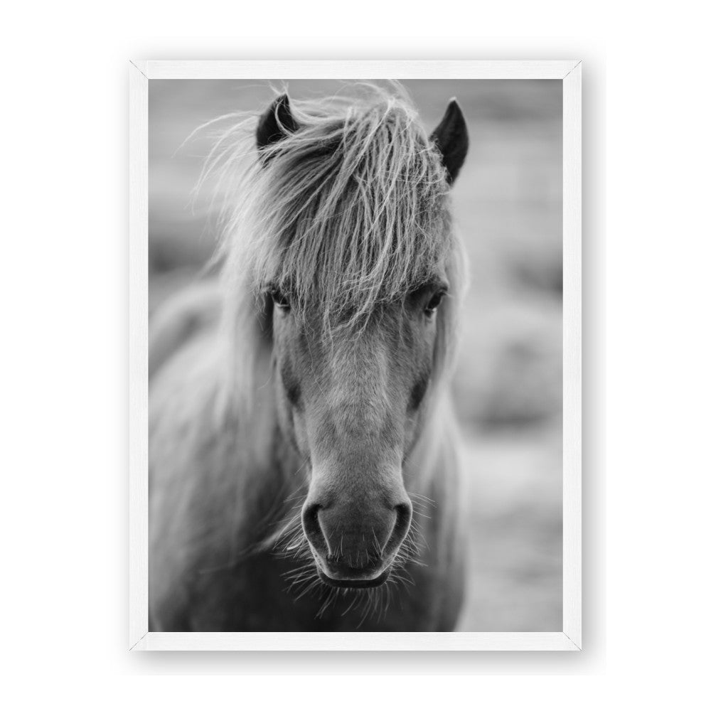 Icelandic Horse in Black and White