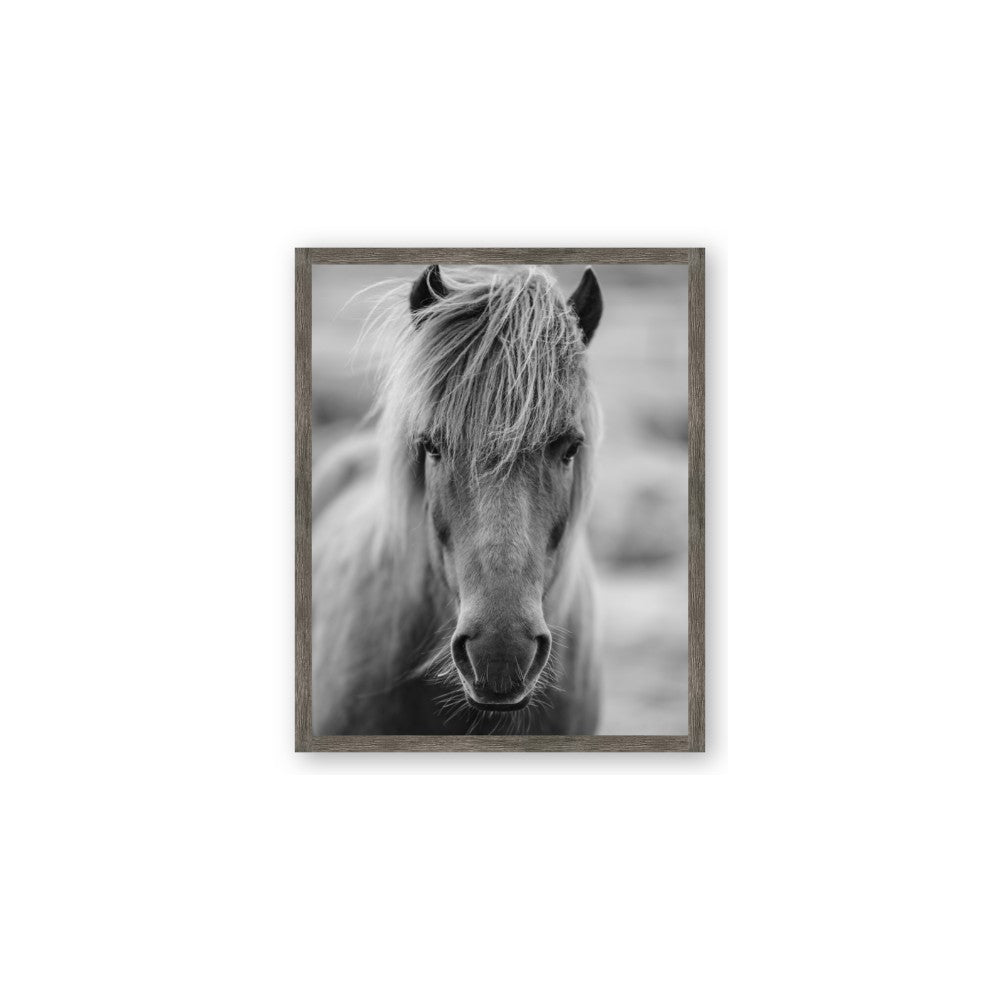 Icelandic Horse in Black and White