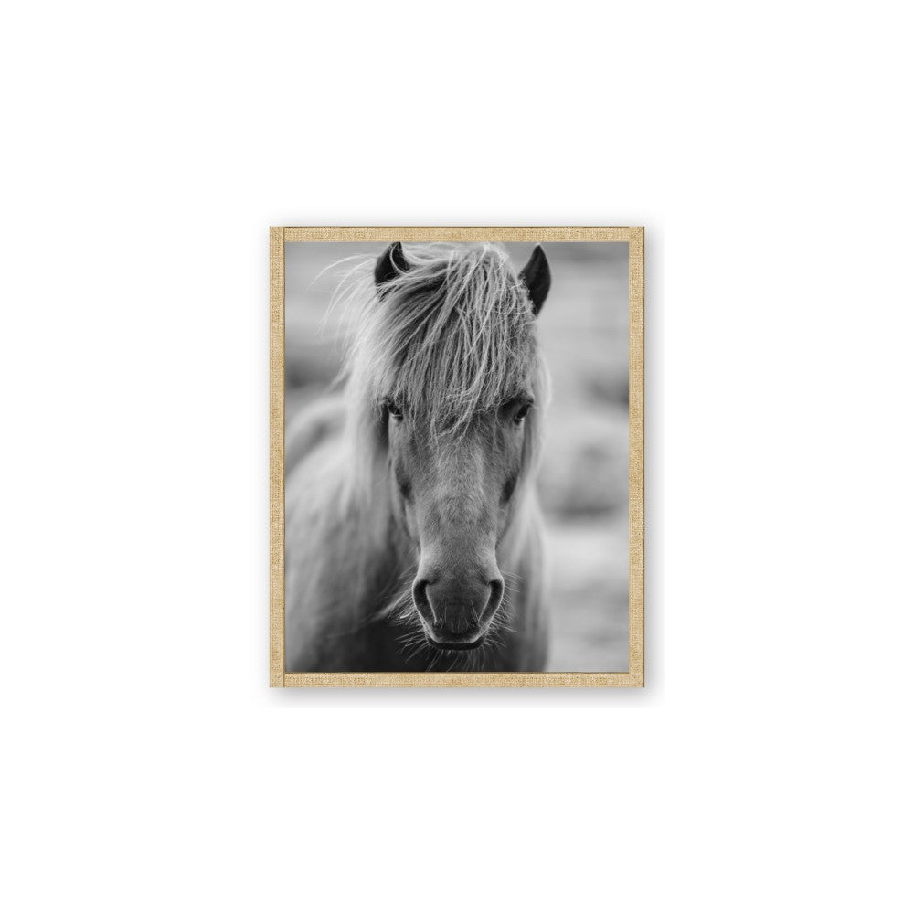 Icelandic Horse in Black and White