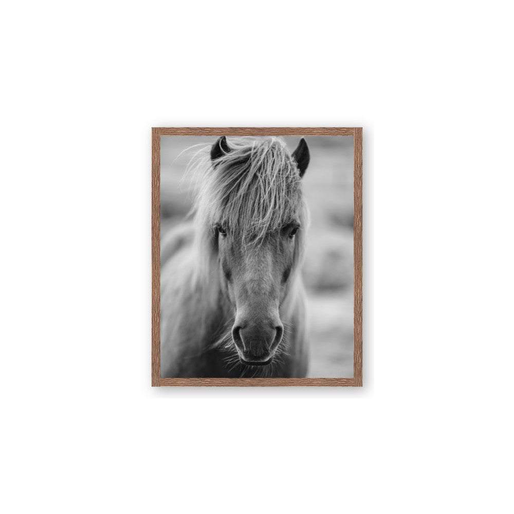 Icelandic Horse in Black and White