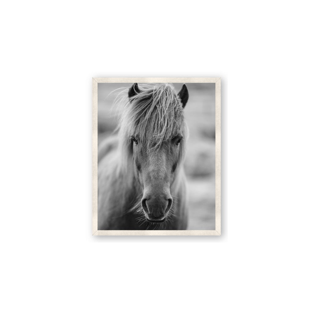 Icelandic Horse in Black and White
