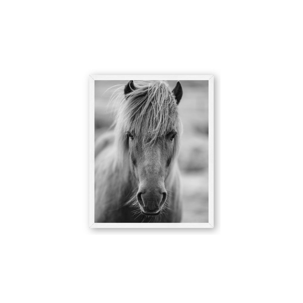 Icelandic Horse in Black and White