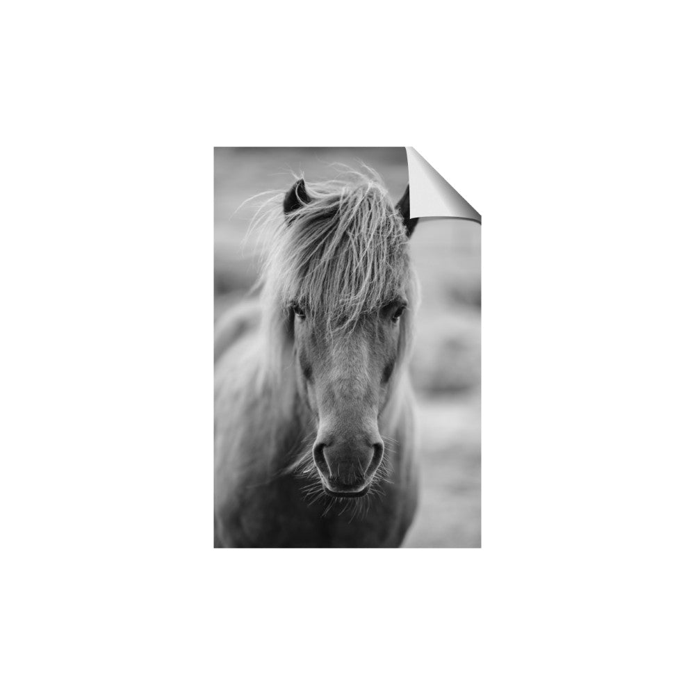 Icelandic Horse in Black and White