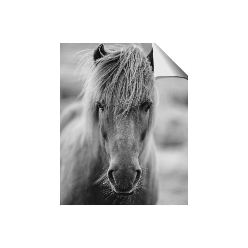 Icelandic Horse in Black and White