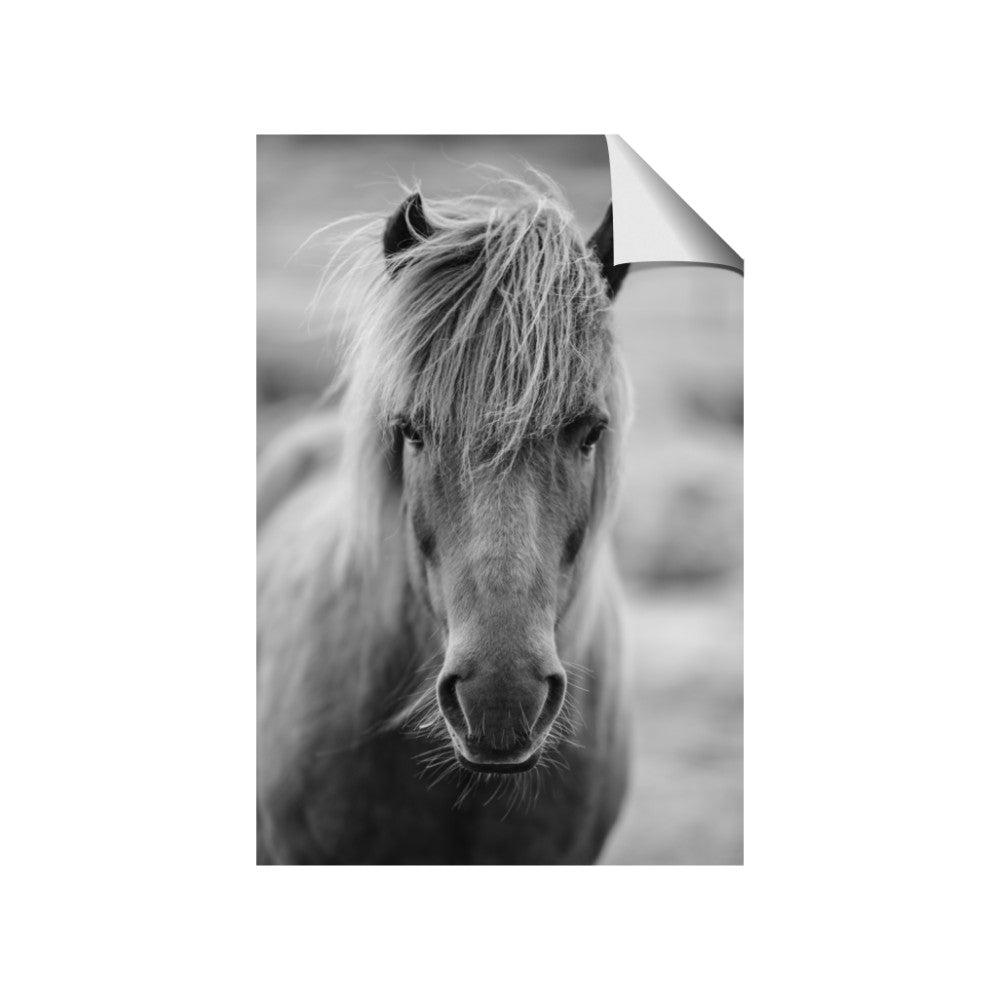 Icelandic Horse in Black and White