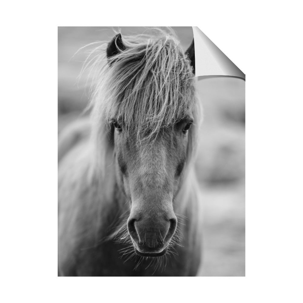 Icelandic Horse in Black and White