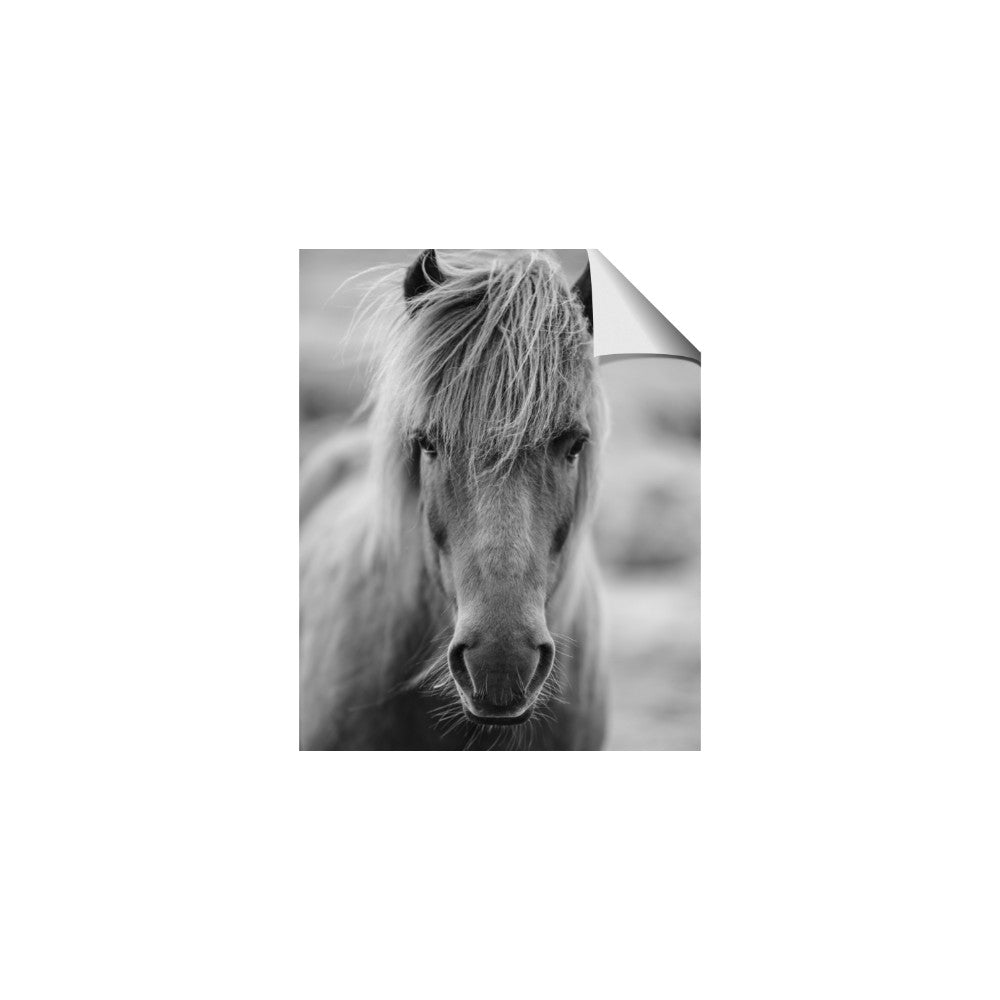 Icelandic Horse in Black and White