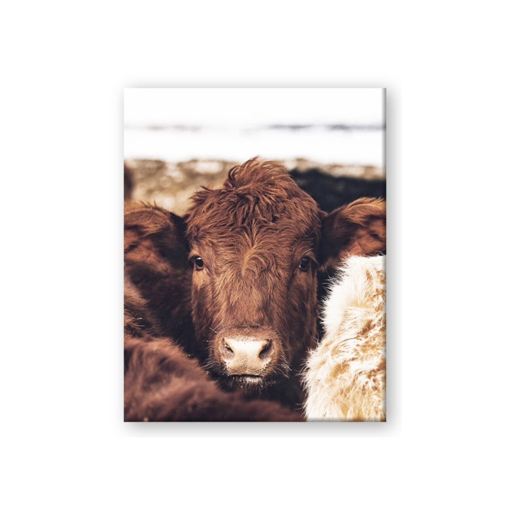 Snuggled Highland