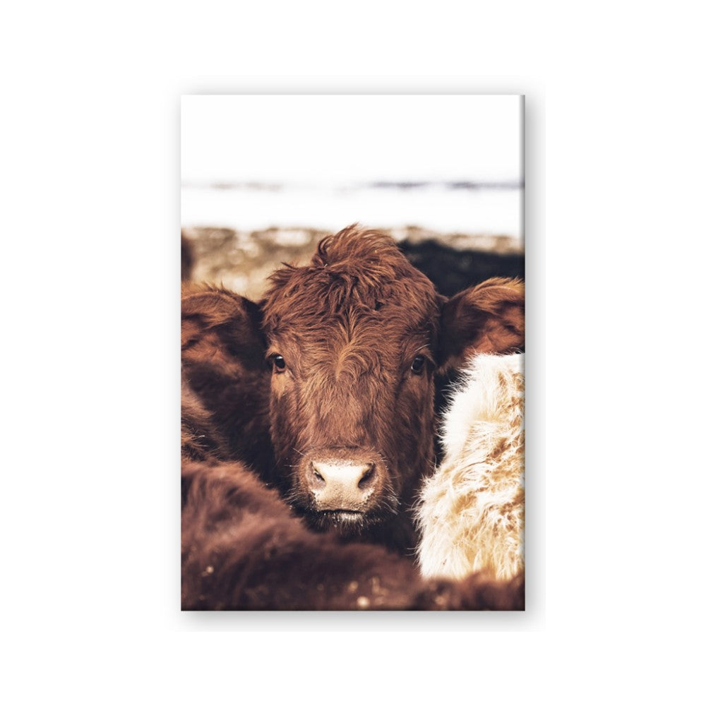 Snuggled Highland