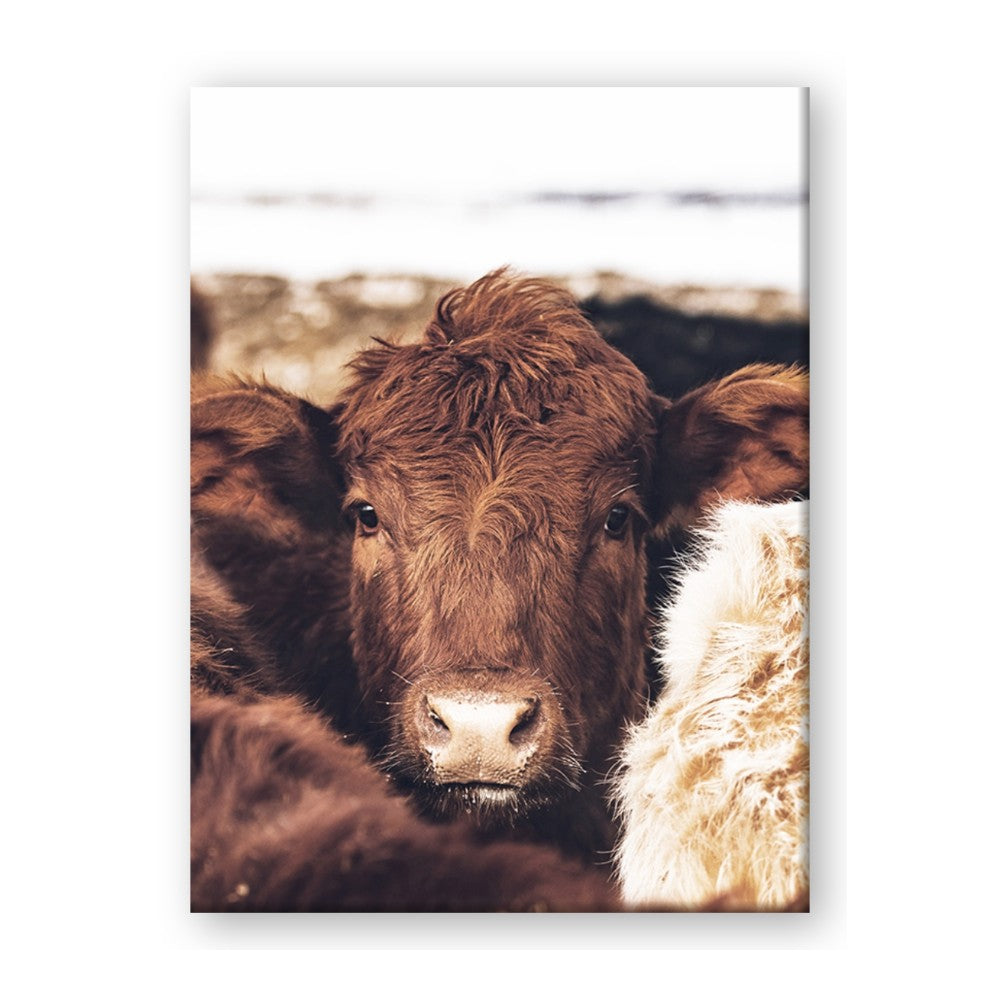 Snuggled Highland