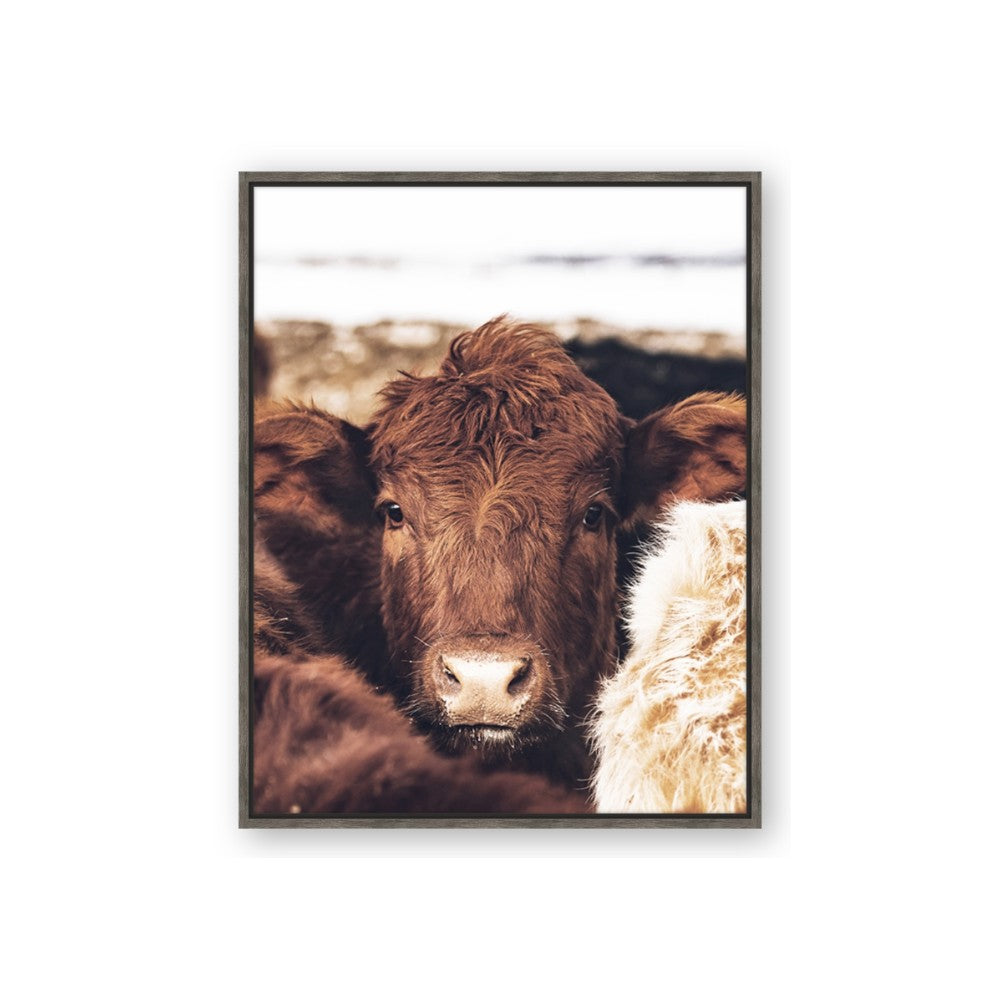 Snuggled Highland