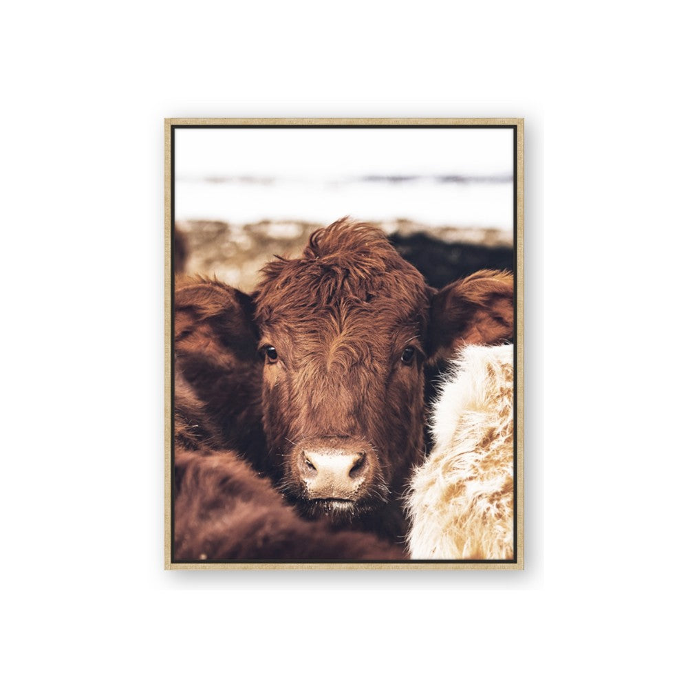 Snuggled Highland