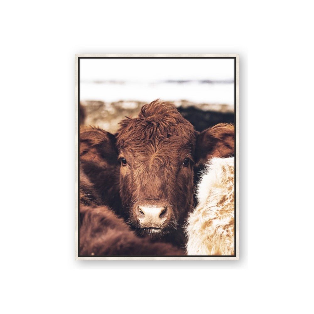 Snuggled Highland