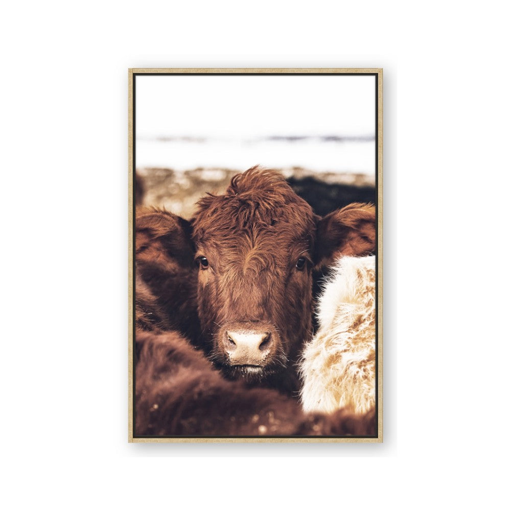 Snuggled Highland