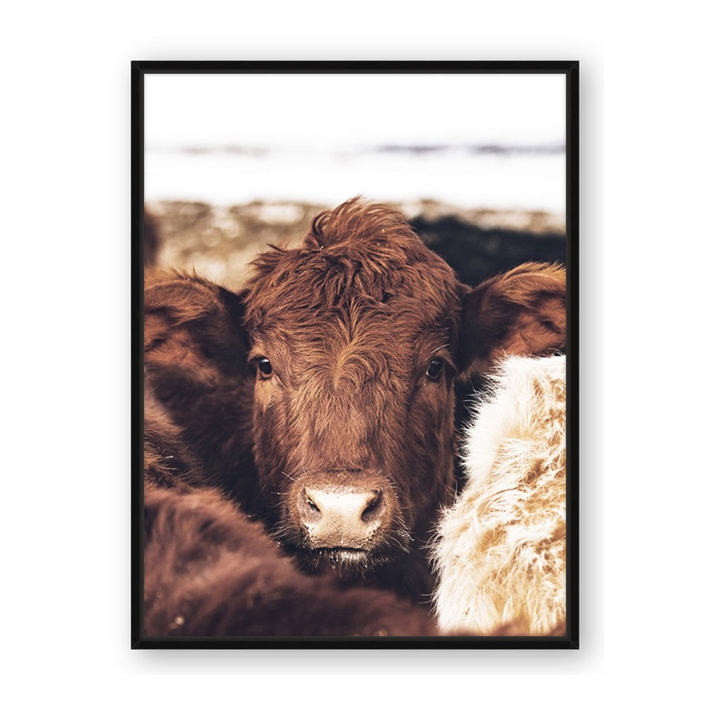 Snuggled Highland