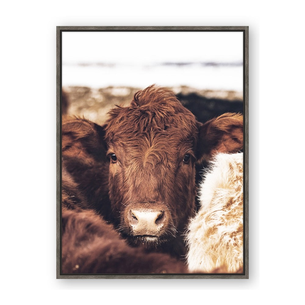 Snuggled Highland