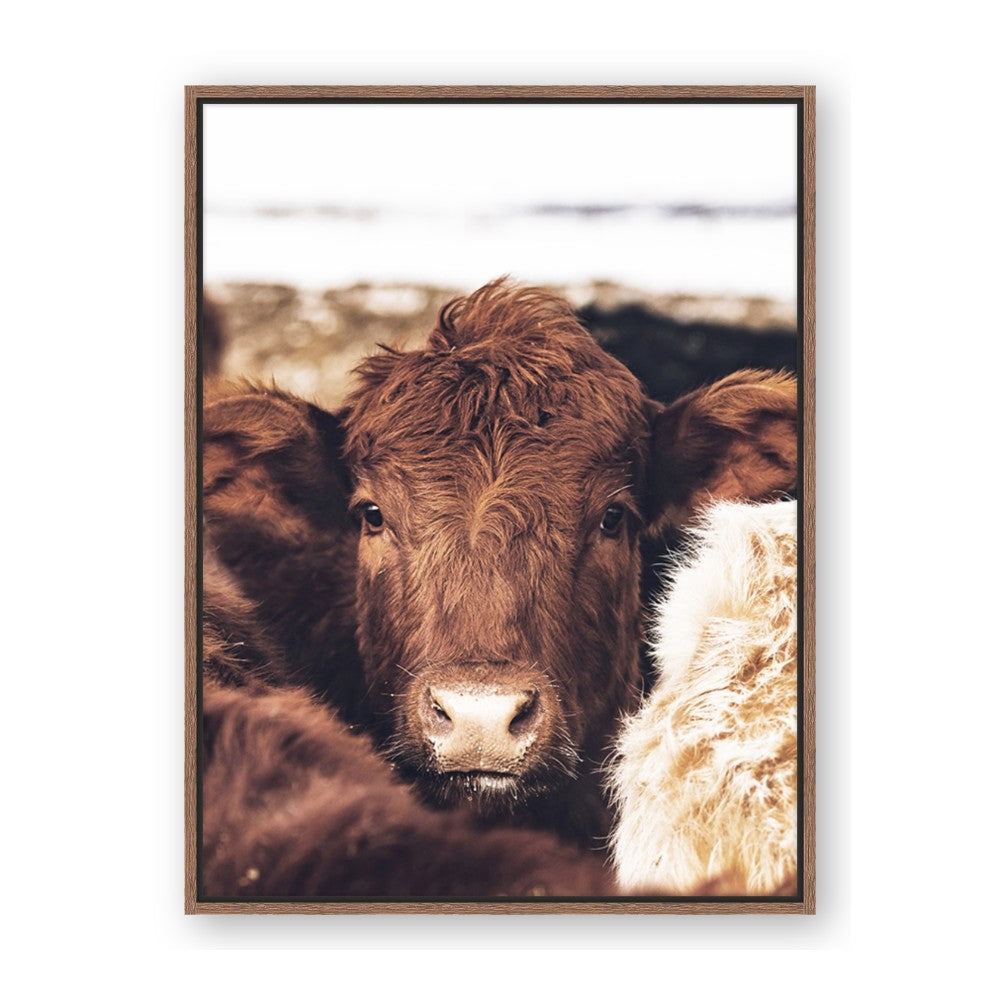 Snuggled Highland