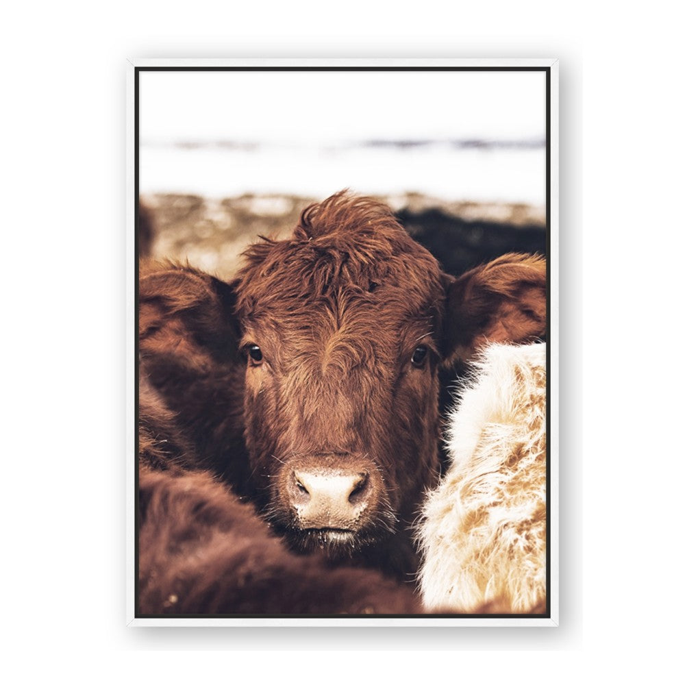 Snuggled Highland