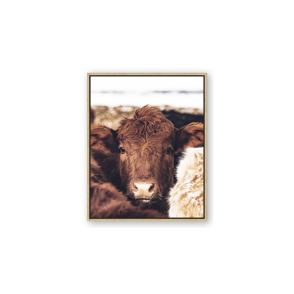 Snuggled Highland