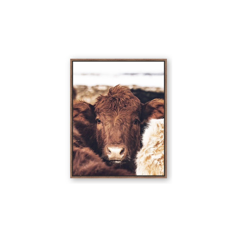 Snuggled Highland