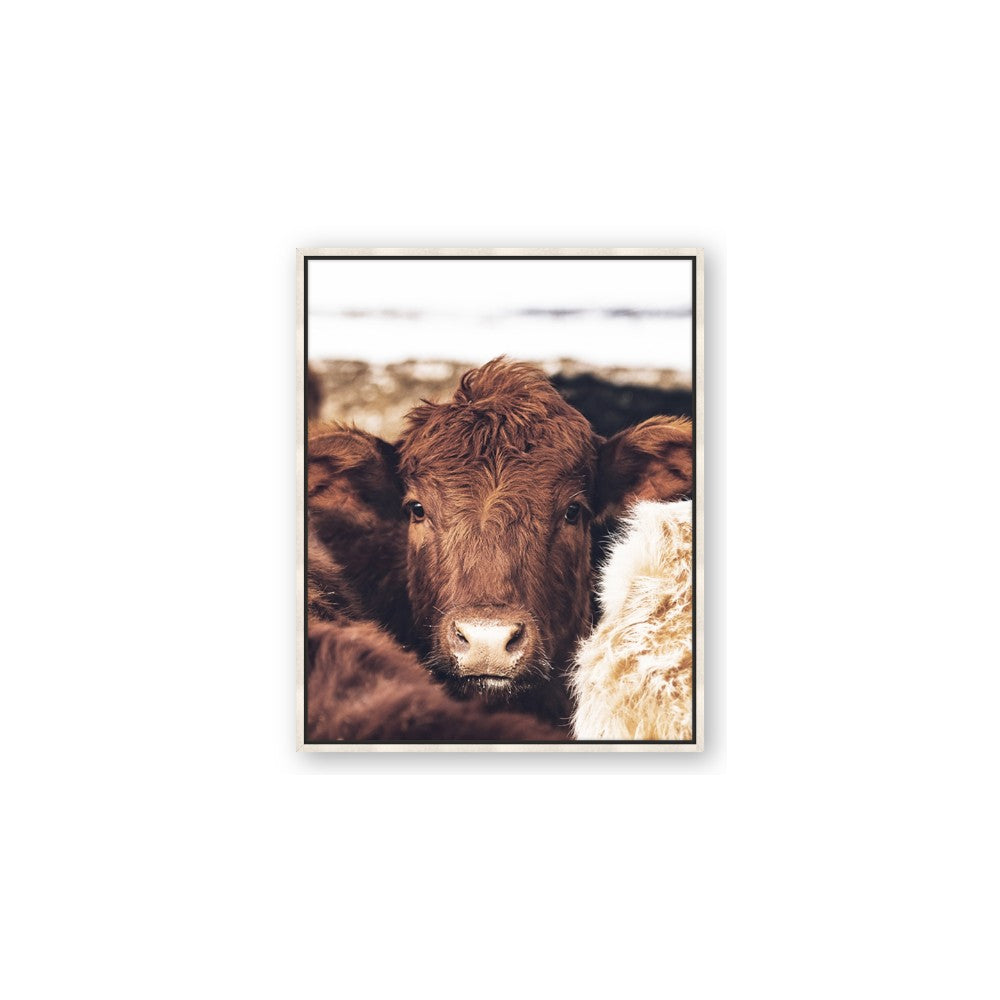 Snuggled Highland