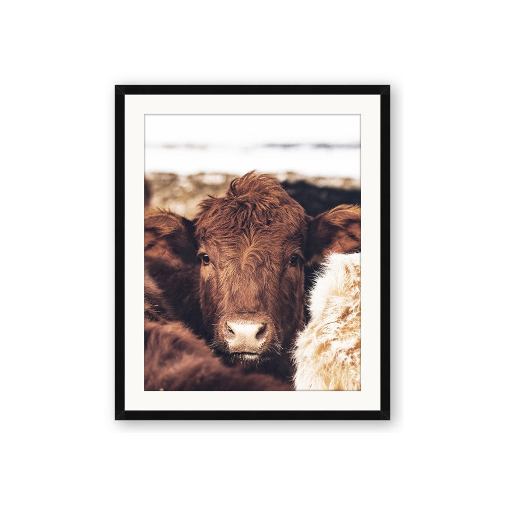Snuggled Highland