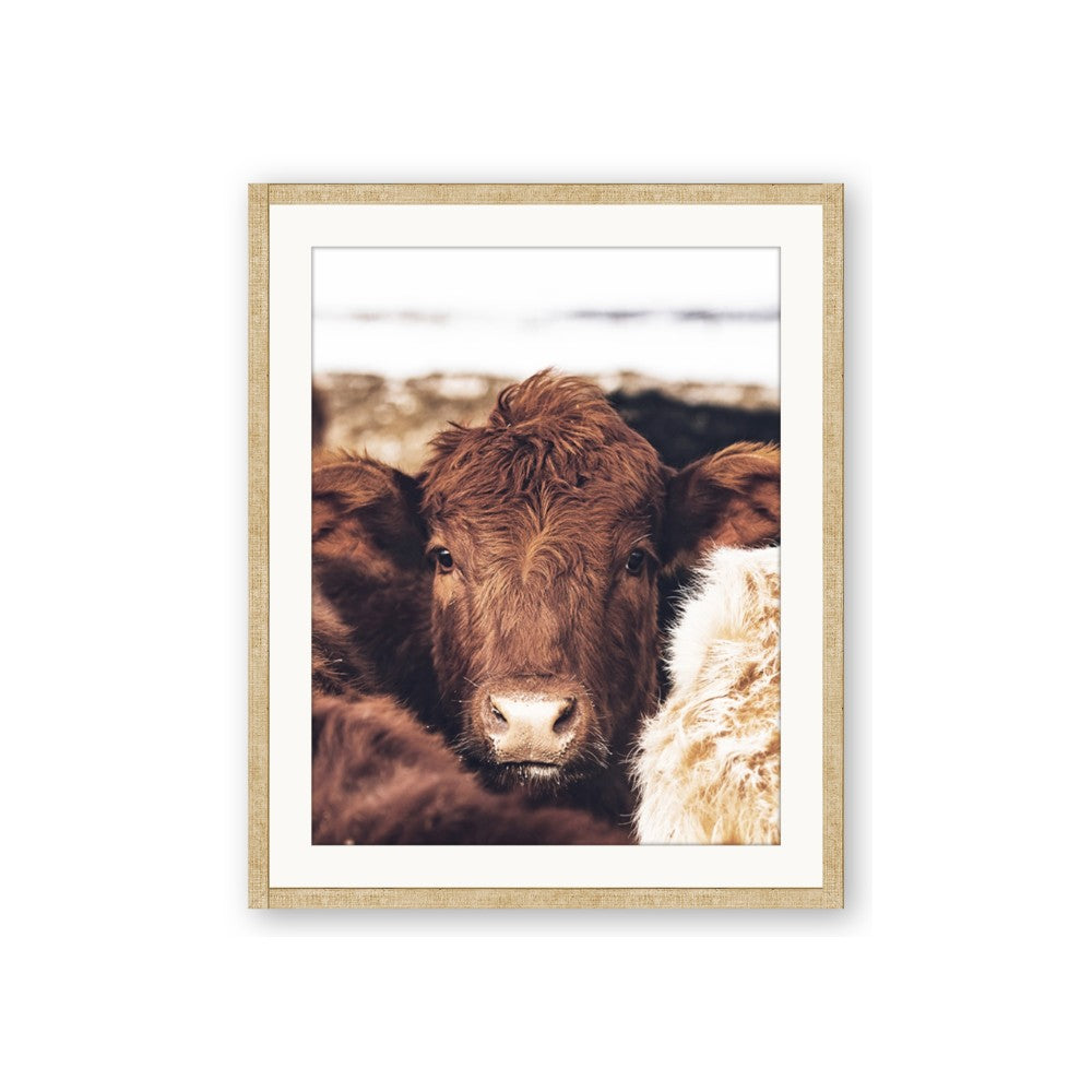 Snuggled Highland