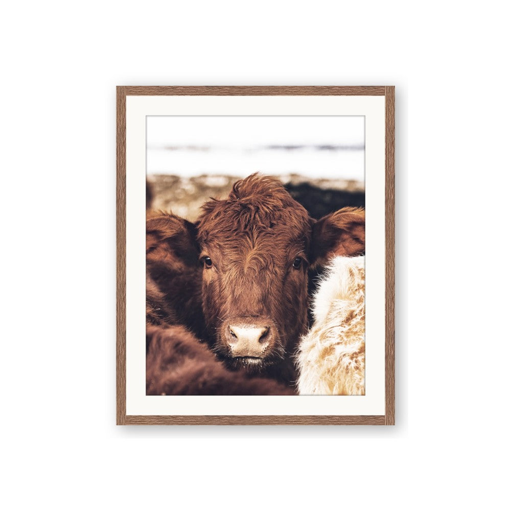 Snuggled Highland